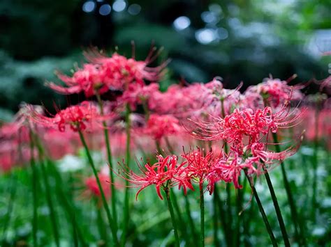 鈴鐺花花語|風鈴花花語解析：寓意與傳說大公開！ 